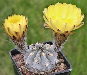 Acanthocalycium glaucum