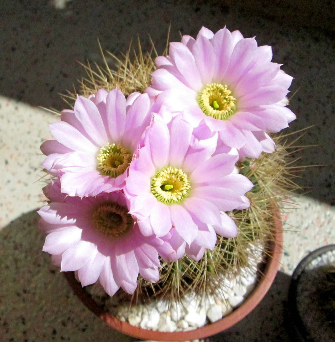 Acanthocalycium violaceum